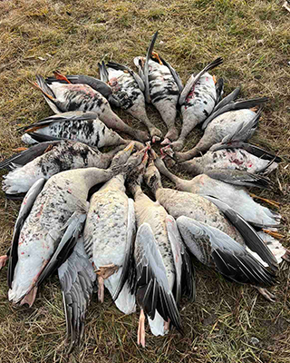 Roe does hunting