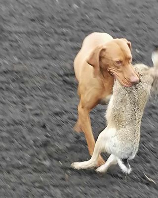 Roe does hunting