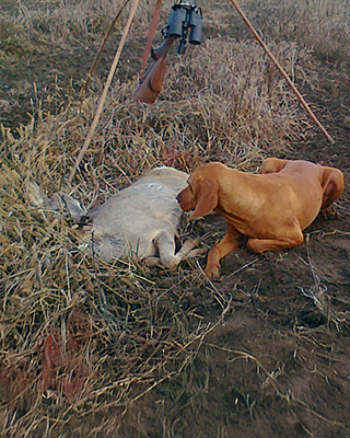 Roe does hunting