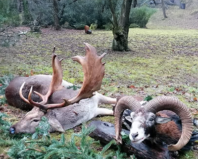 Mouflon hunting