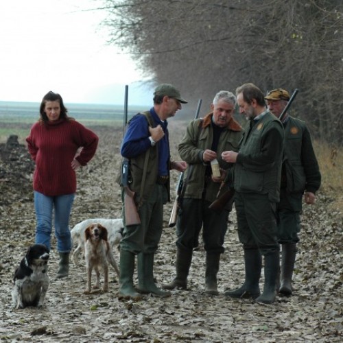 Gun dogs