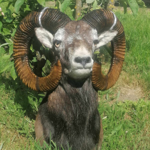 Best trophies 2025 - TOP 5